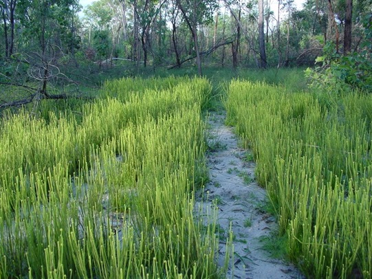 braid-fern-bininj-kunwok-names-for-plants-and-animals